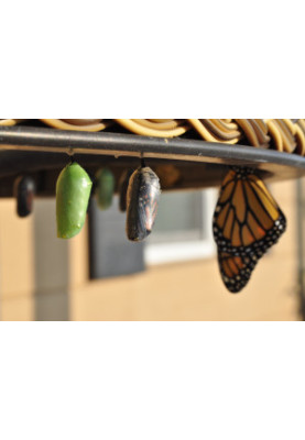 The Metamorphosis