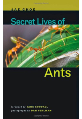 Secret Lives of Ants