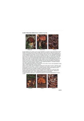 We grow mushrooms in the garden plot: from white mushroom to shiitake, care for mushroom plantations, mushrooms in the garden design