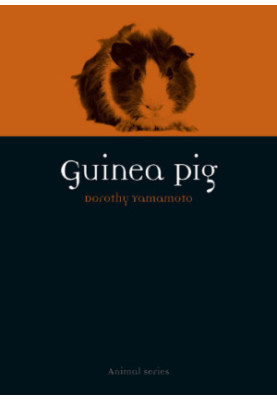 Guinea Pig