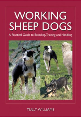 Working Sheep Dogs.