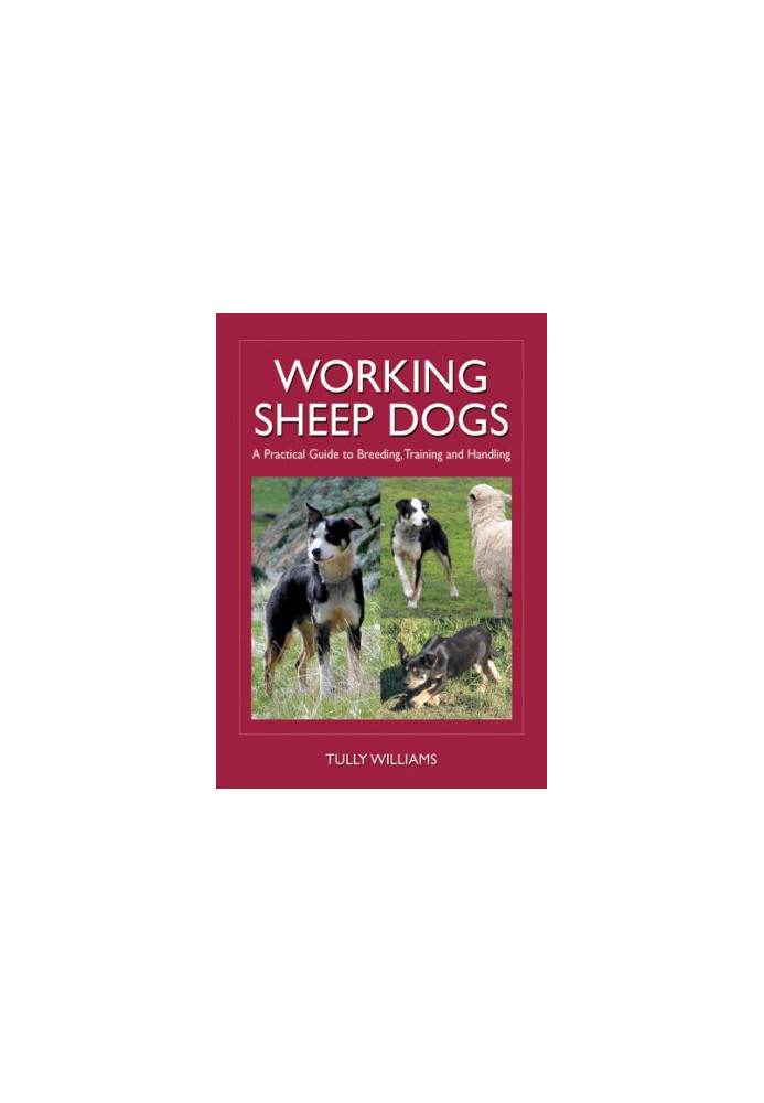 Working Sheep Dogs.