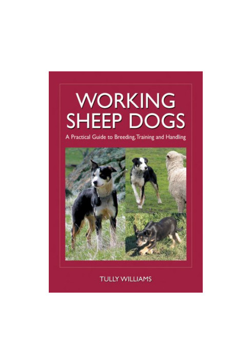 Working Sheep Dogs.