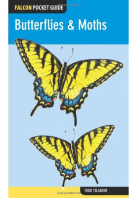Falcon Pocket Guide: Butterflies & Moths
