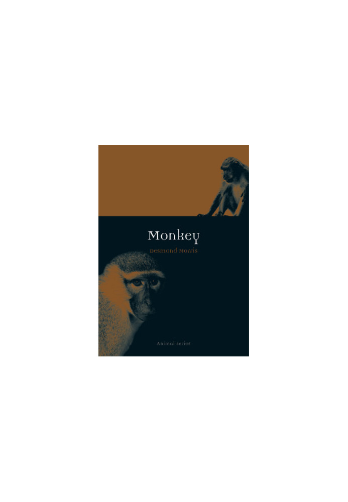 Monkey