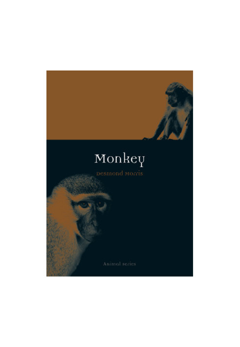 Monkey