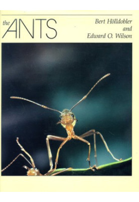 The Ants (1990)