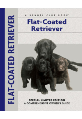 Flat-Coated Retriever