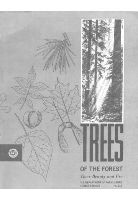 Trees of the Forest: Their Beauty and Use
