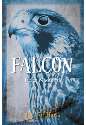 Falcon
