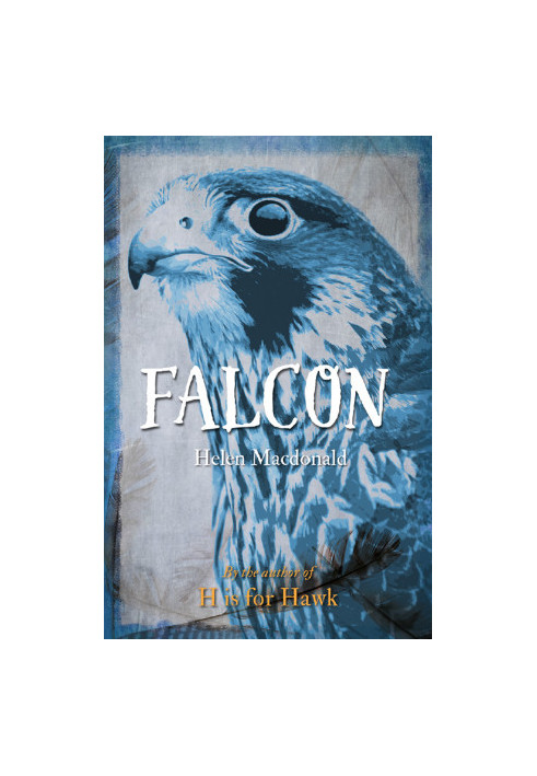 Falcon