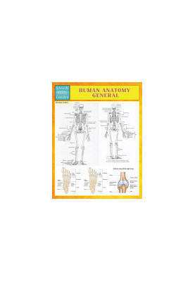 Human Anatomy General (Speedy Study Guides)