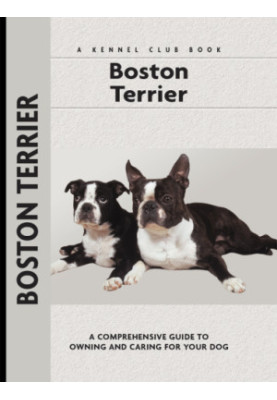 Boston Terrier