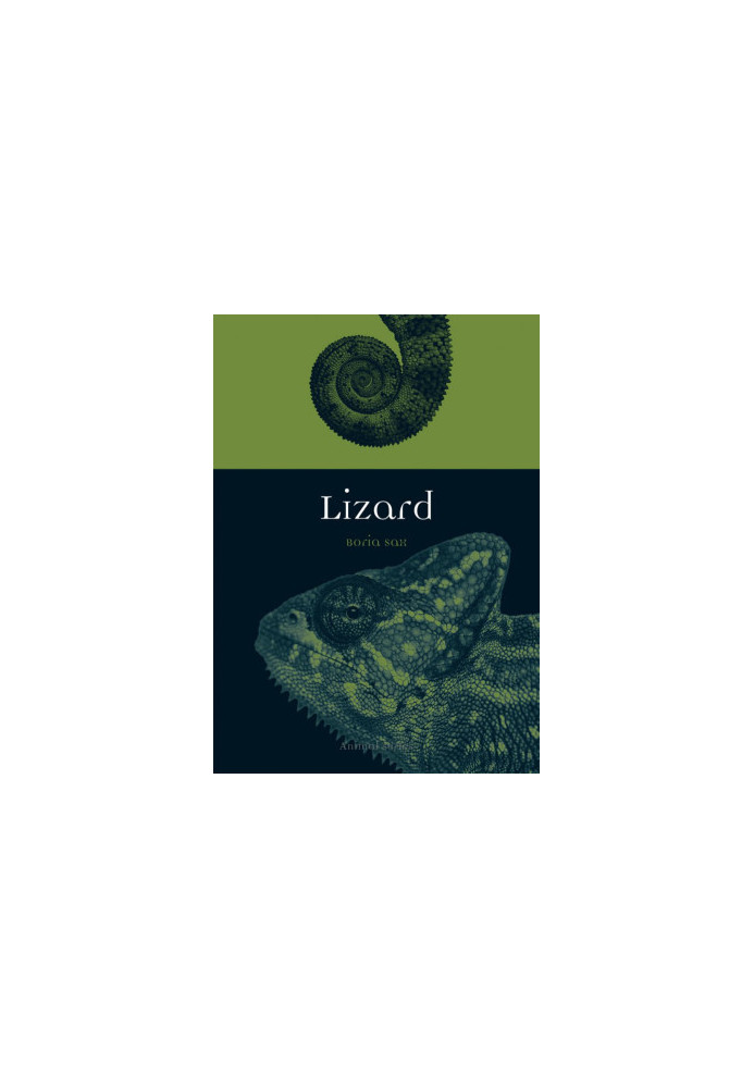 Lizard