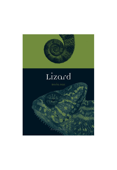 Lizard
