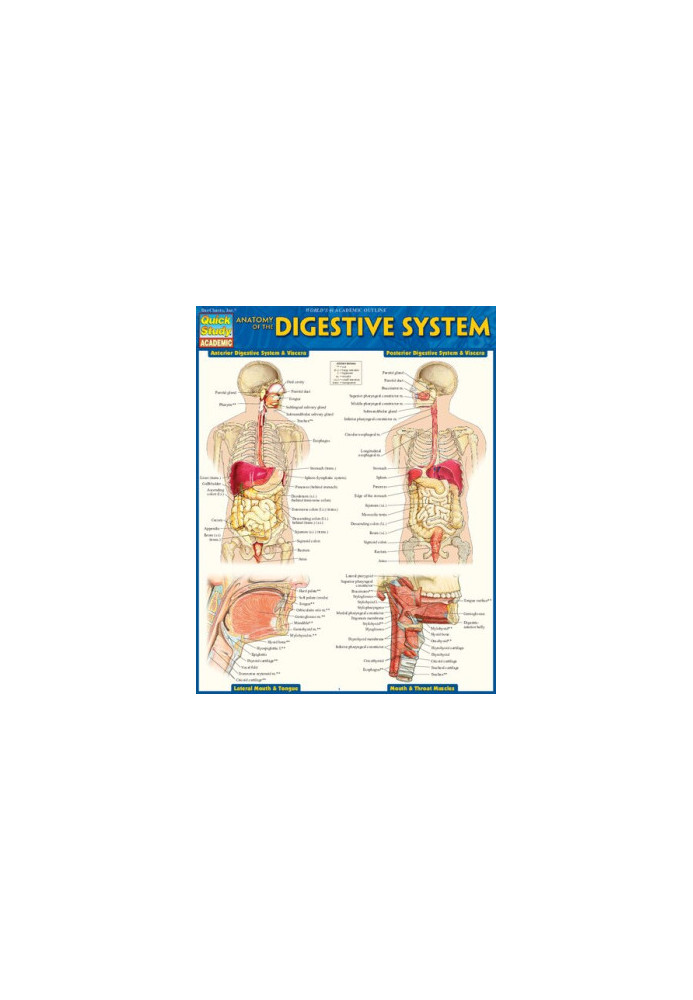 Anatomy of the Digestive System (Quick Study Academic)
