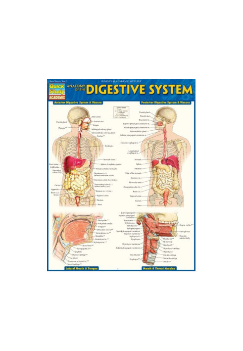 Anatomy of the Digestive System (Quick Study Academic)