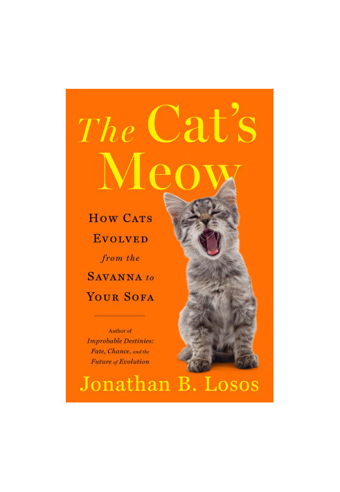 The Cat's Meow: How Cats Evolved from the Savanna to Your Sofa