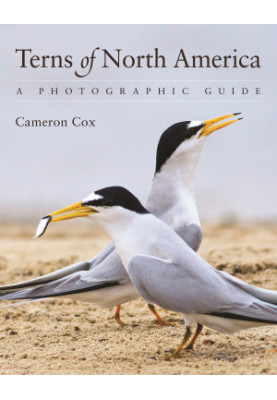 Terns of North America: A Photographic Guide