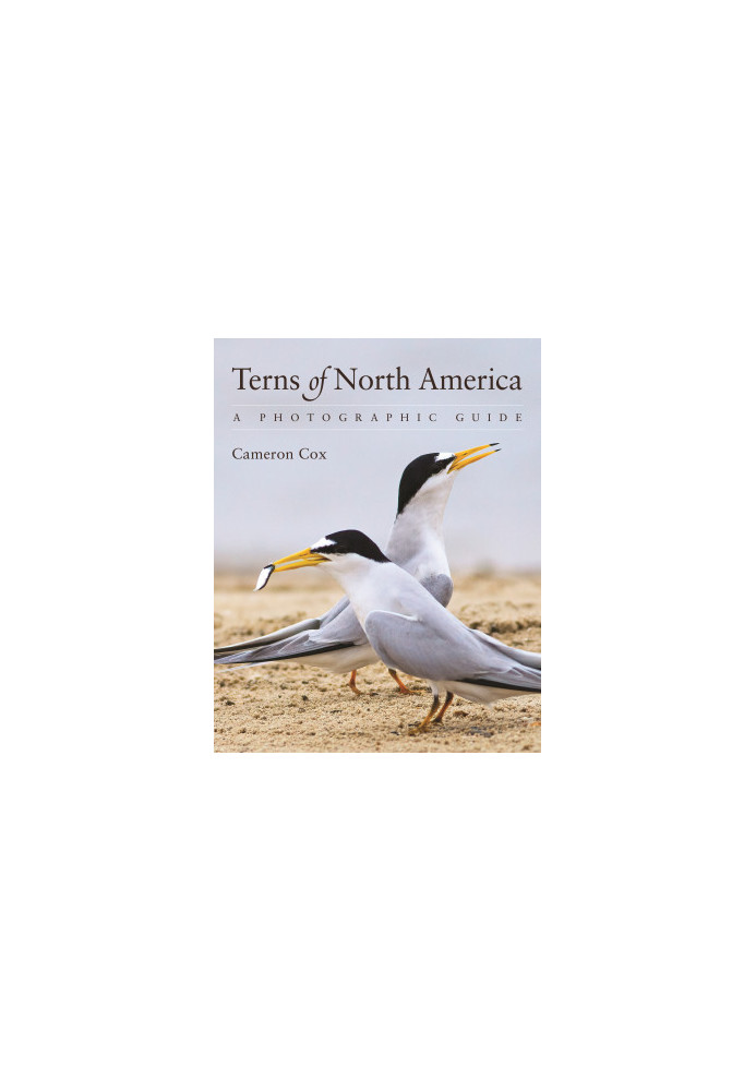 Terns of North America: A Photographic Guide