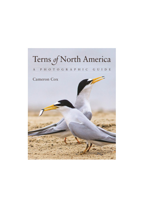 Terns of North America: A Photographic Guide