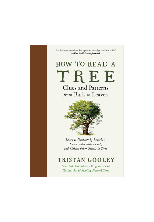 How to Read a Tree: Clues and Patterns from Bark to Leaves