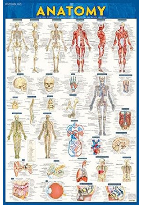 Anatomy Test Reference Guide