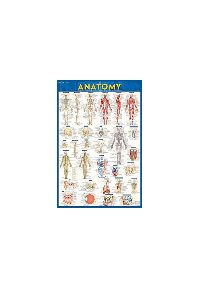 Anatomy Test Reference Guide