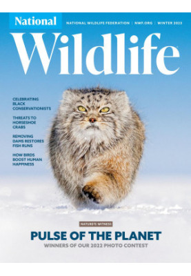 National Wildlife Winter