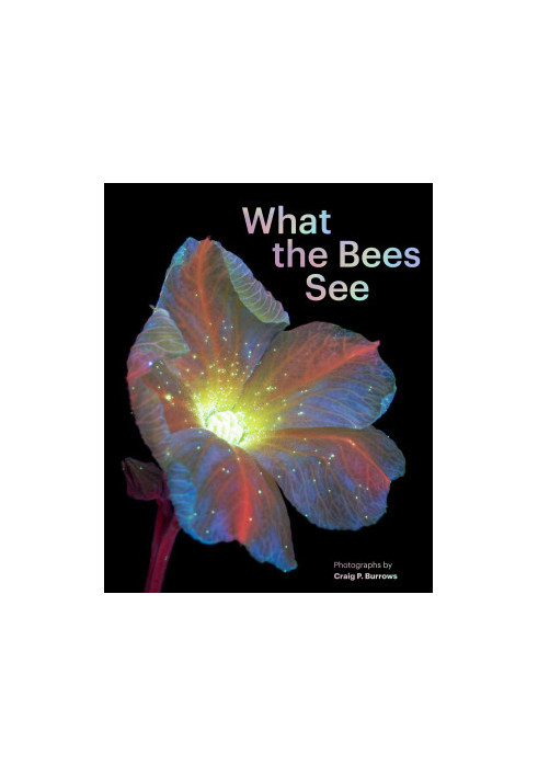 What the Bees See • A Honeybee’s Eye View of the World