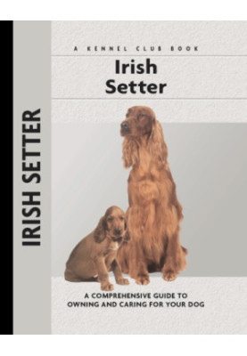 Irish Setter