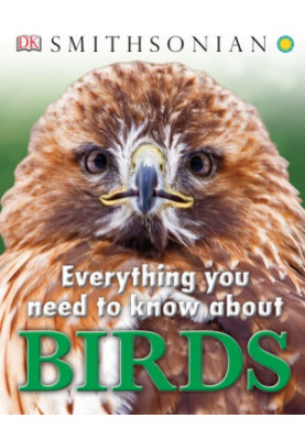 Everything You Need to Know About Birds