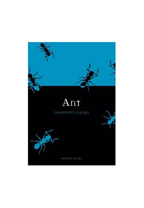 Ant (Animal)