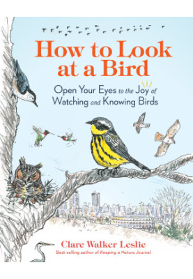 How to Look at a Bird: Open Your Eyes to the Joy of Watching and Knowing Birds