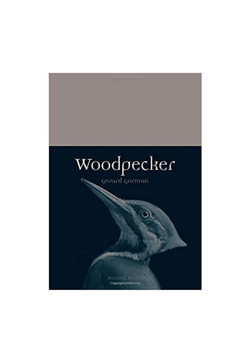 Woodpecker