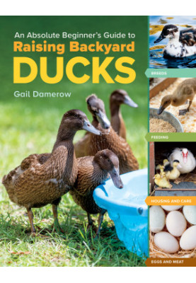 An Absolute Beginner's Guide to Raising Backyard Ducks