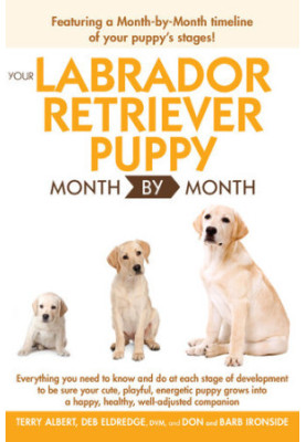 Your Labrador Retriever Puppy Month by Month