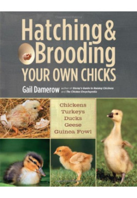 Hatching & Brooding Your Own Chicks: Chickens, Turkeys, Ducks, Geese, Guinea Fowl
