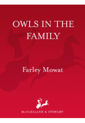 Owls in the Family