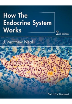 How the endocrine system works