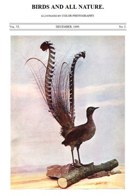 Birds and All Nature, Vol. 6, No. 5, December 1899 Illustrated by Color Photography