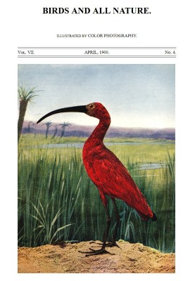 Birds and All Nature, Vol. 7, No. 4, April 1900