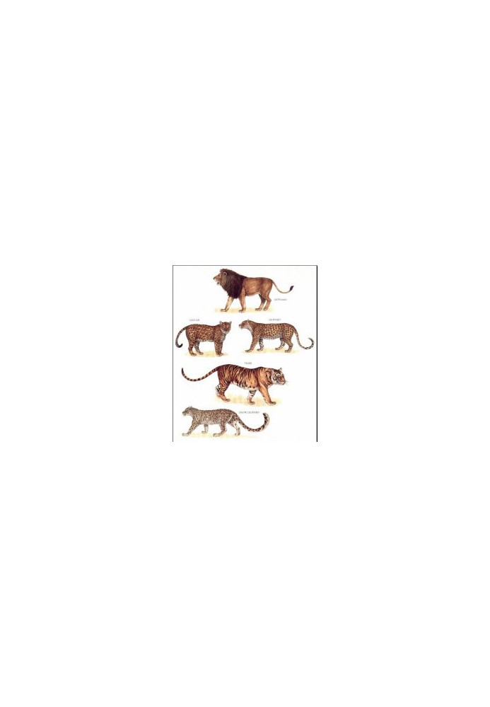 Longman's Illustrated Animal Encyclopedia - Mammals (ONLY PICTURES)