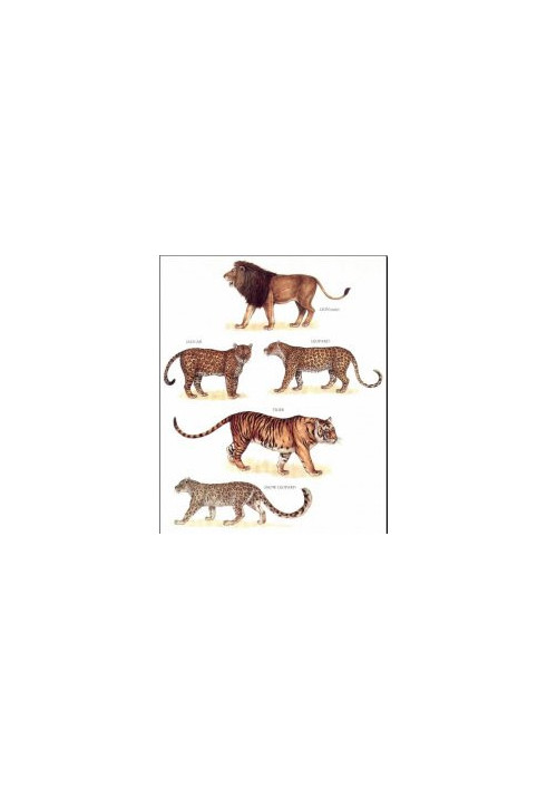 Longman's Illustrated Animal Encyclopedia - Mammals (ONLY PICTURES)