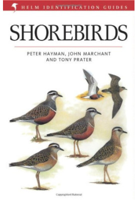 Shorebirds