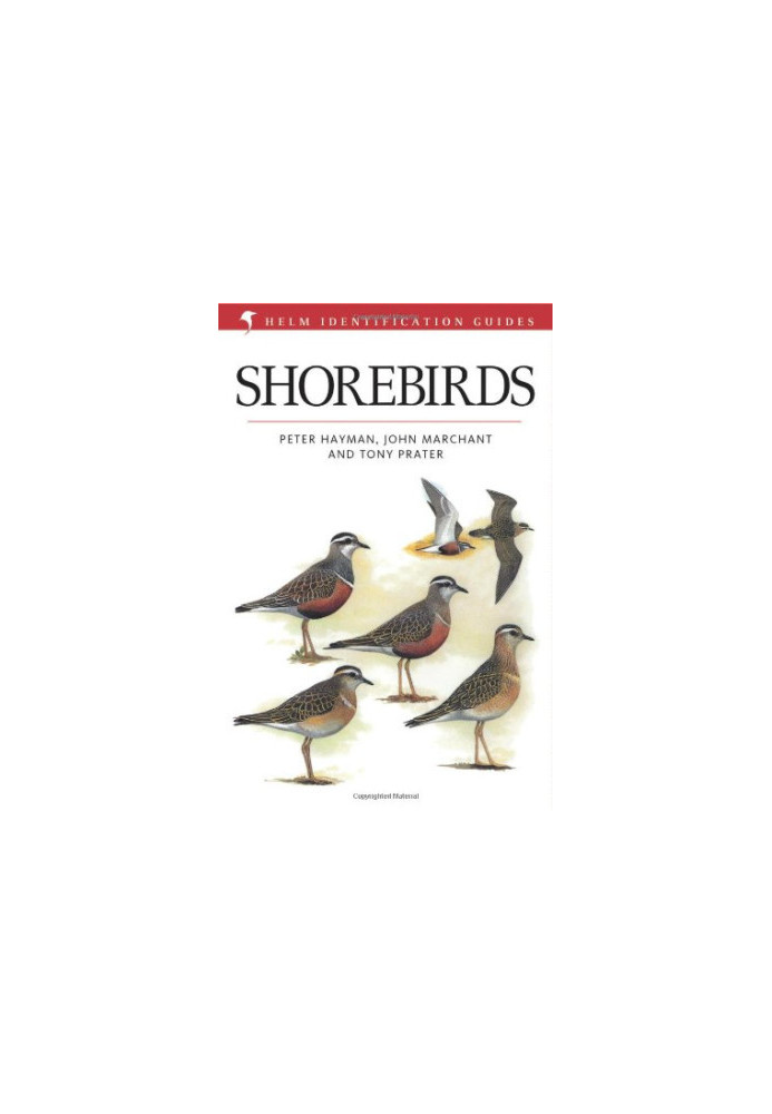 Shorebirds