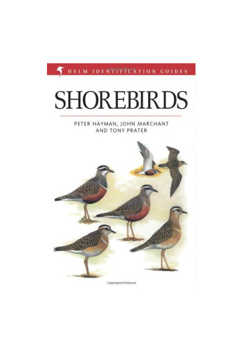 Shorebirds