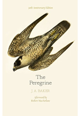 The Peregrine