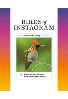 Birds of Instagram: Extraordinary Images from Around the World