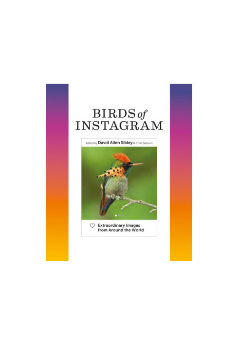 Birds of Instagram: Extraordinary Images from Around the World